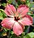 Hibiscus cooperi 'Naselai Pink'