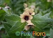 Hyoscyamus niger (Black Henbane)