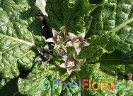 Mandragora officinarum var. autumnalis (Autumn-flowering Mandrake)