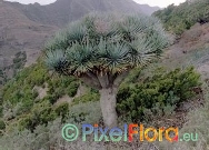 Dracaena draco