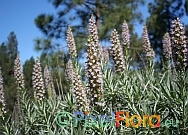 Echium virescens
