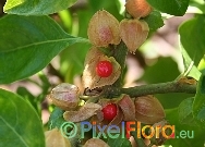 Withania somnifera (Wintercherry)