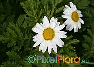 Argyranthemum brousonetii ssp. broussonetii