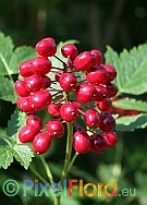 Actaea rubra