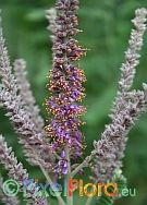 Amorpha canescens