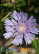 Aster laevis (syn. Stokesia laevis)