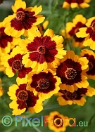 Coreopsis tinctoria