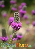 Dalea purpurea