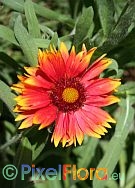 Gaillardia aristata