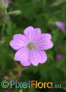 Geranium viscosissimum