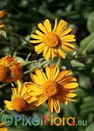 Helenium hoopesii