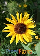 Helianthus annuus