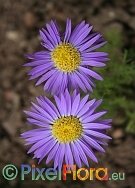 Machaeanthera tanacetifolia