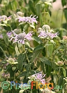 Monarda fistulosa