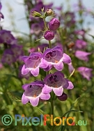 Penstemon campanulatus