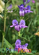 Penstemon strictus