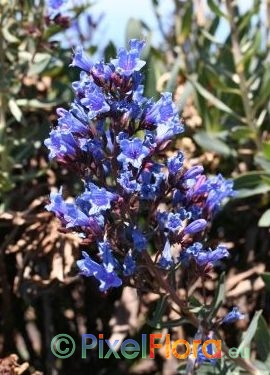 Echium gentianoides