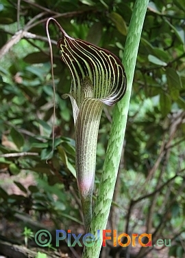 Arisaema consanguineum