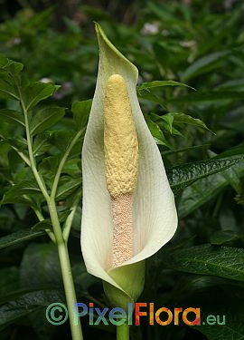 Amorphophallus albus