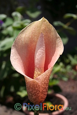 Amorphophallus bulbifer