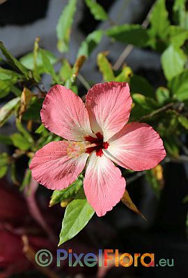Hibiscus cooperi 'Naselai Pink'