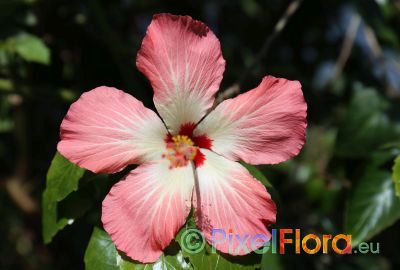 Hibiscus cooperi 'Naselai Pink'