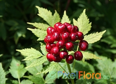 Red Baneberry