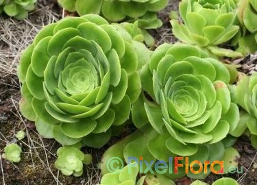 Aeonium canariense