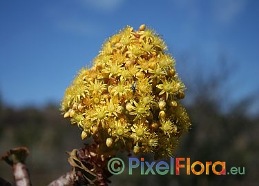 Aeonium rubrolineatum