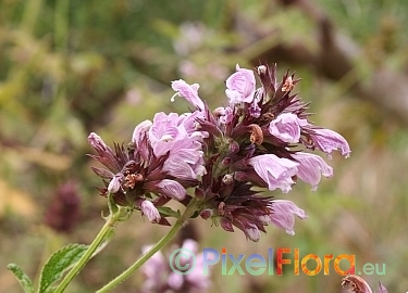 Cedronella canariensis