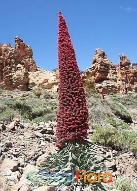 Echium wildpretii spp. wildpretii