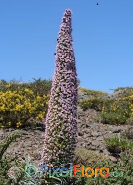 Echium wildpretii spp. trichosiphon