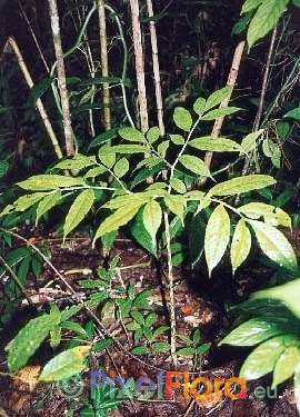 Amorphophallus spec. - Habit in northern Thailand