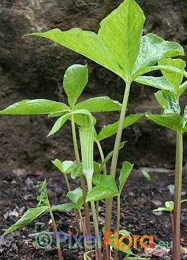 Arisaema amurense