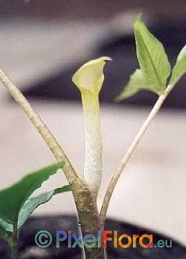 Arisaema roxburghii