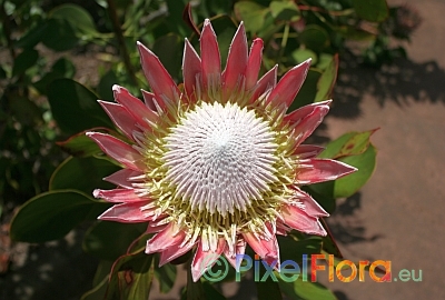 Protea cynaroides