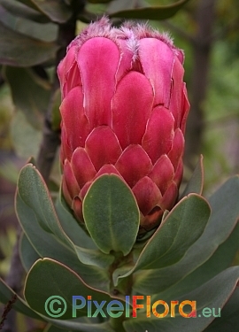 Protea grandiceps