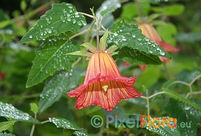 Canarina canariensis