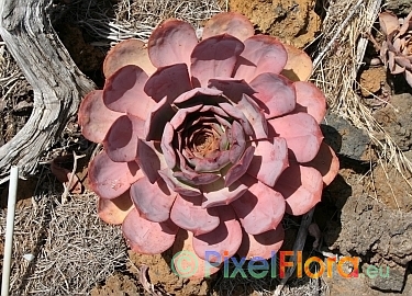 Aeonium hierrense