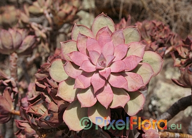 Aeonium percaneum ssp. guiaense