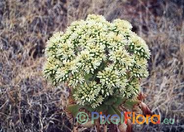 Aeonium urbicum