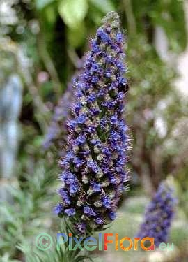 Echium candicans