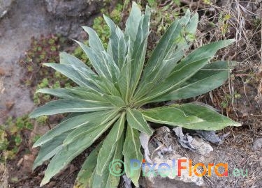 Echium simplex