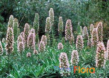 Echium virescens