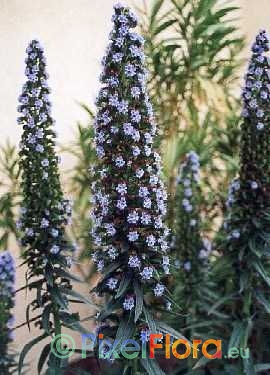 Echium webbii