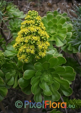 Aeonium holochrysum