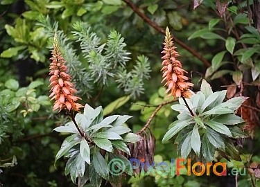 Isoplexis canariensis