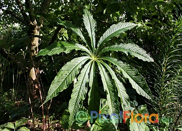 Arisaema concinnum - Blatt