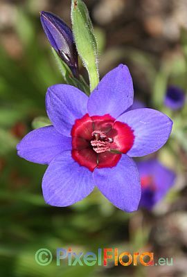 Babiana rubrocyanea